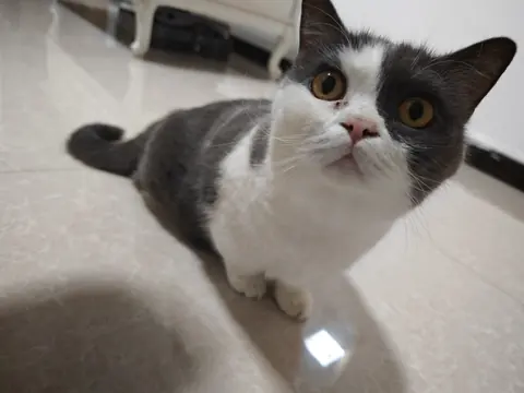 丢丢抬起头，用圆圆的眼睛望向镜头